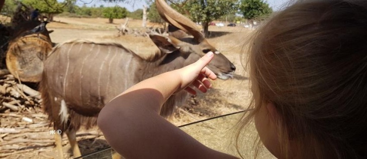 Сафари - день отдыха (не каждая) 